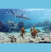 Sharks Rule the Reefs Underwater Food Chain