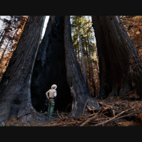 A Burned Redwood Forest Tells a Story of Climate Change, Past, Present and Future