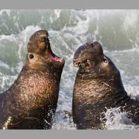 Bioluminescence Helps Prey Avoid Hungry Seals