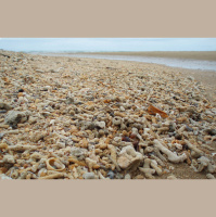 Corals Can Inherit Symbiotic Adaptations to Warming