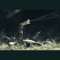 Harder-Working Snakes Pack Stronger Venom