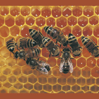 Pollination Isnt Just for the Bees