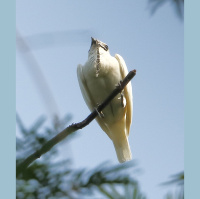 When the Bellbird Calls, You Know It