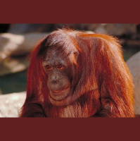 Great Ape Makes Good Doc