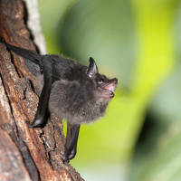 These Baby Bats, like Us, Were Born to Babble
