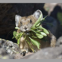 Rabbit Relatives Reel from Climate Change