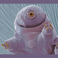 Tardigrades, an Unlikely Sleeping Beauty