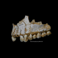 Teeth Hint at a Friendlier Neandertal