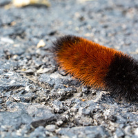 How the Woolly Bear Caterpillar Turns into a Popsicle to Survive the Winter
