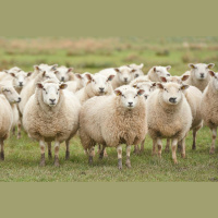 Sheeps Face-Reading Skills Stand Out from the Flock