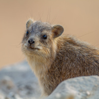 These Small Mammals Snort to a Different Tune