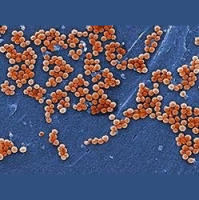 London Is Crawling with Drug-Resistant Microbes