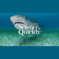 How Helper Sharks Discovered the Worlds Largest Seagrass Ecosystem