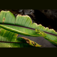 Translucent Frog Optics Create Camo Color