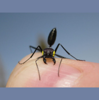 Clever Ants Have Backup Navigation Systems