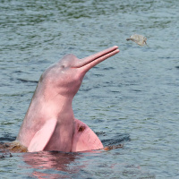 Science Sound(E)scapes: Amazon Pink River Dolphins