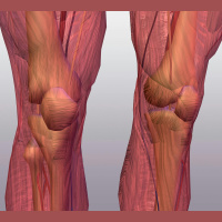 Knee Sounds Give Docs a Leg Up