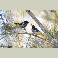 These Endangered Birds Are Forgetting Their Songs