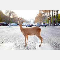 Humans Make Wild Animals Less Wary