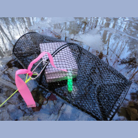 Glow Sticks Help Ecologists Study Amphibians