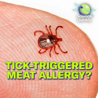 How a Tick Bite Can Make You Allergic to Meat