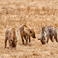 Bromances Could Lead to More Romances for Male Hyenas