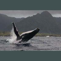 Humpback Whale Flippers Do More Than Maneuver