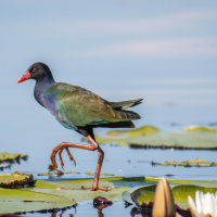 Bird Fossil Shared Earth with T. rex