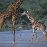 Moms Genes Make Some Giraffes Hard to Spot
