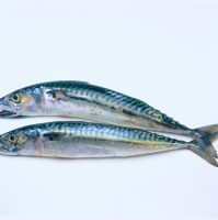 Climate Change Might Shrink Fish