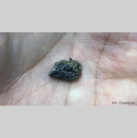 Some Dinosaurs Probably Nested in Arctic