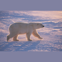 Climate Change Fires Up Polar Bear Treadmill
