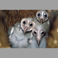 Barn Owl Babies Can Be Helpful Hatch Mates