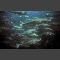 Cod Could Cope with Constrained Climate Change