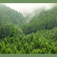 Seed-Scattering Birds May Help Trees Cope with Climate Change