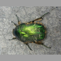 Iridescence Could Help Critters Hide in Plain Sight