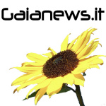 Interviste Di Gaianews.it