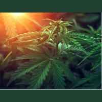 The Neuroscience of Cannabis