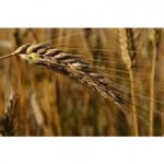 Character Purity Ministries