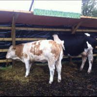 Loved #bloom2012 thank you @bloominthepark :)