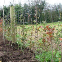 Landscaping, trees, Christmas trees and Arsenal