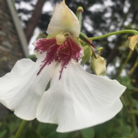 I Love You More, avec smElla