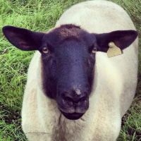 Why Trees Are So Happy