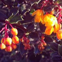 What Makes A Great Garden 