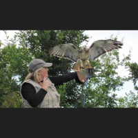 Newgrange Falconry Talk @ Spirit of Folk Festival 2011