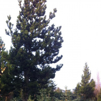 Wades Christmas Tree Farm