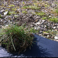 Lawn advice for @benchequer