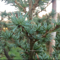 Mr and Missus Cedrus