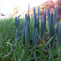 5 Gardening Product Tips for @topgold