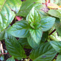 Teaching Gardens in Baldoyle
